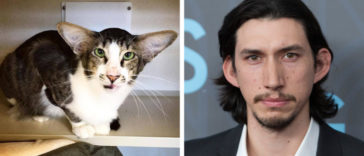 These Animals Who Look Exactly Like Celebrities