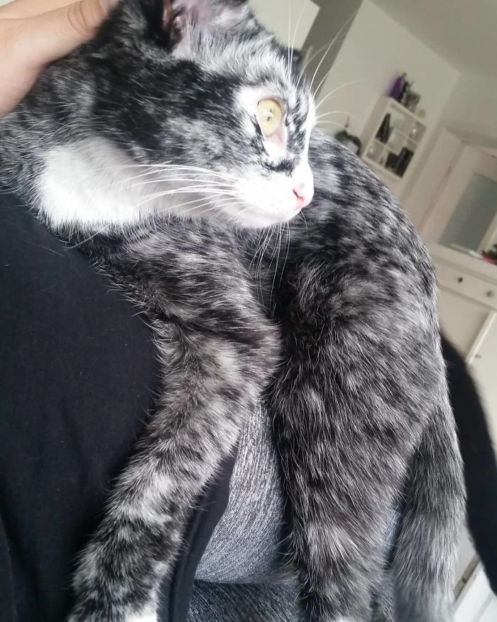 Woman Rescues A Kitty With A Rare Vitiligo Condition; Later Her Coat Turns Into Beautiful Snowflake-Like Markings