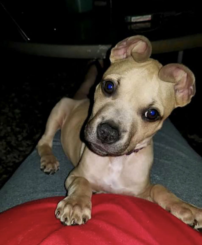 People Rescued A Litter Of Pit Bulls, And One Of Them Has ‘Cinnamon Roll’ Ears