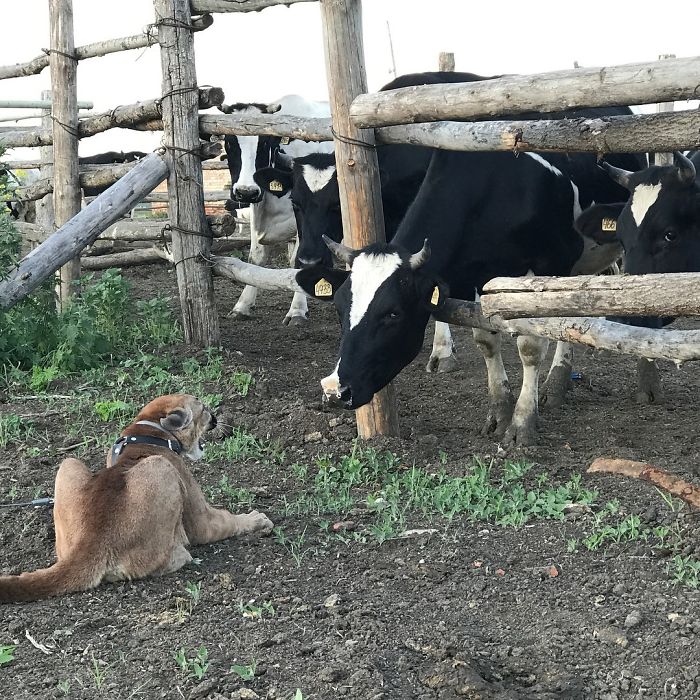 Messi; Puma Rescued From A Contact-Type Zoo Lives As A Spoiled House Cat As It Can’t Be Released Into The Wild,