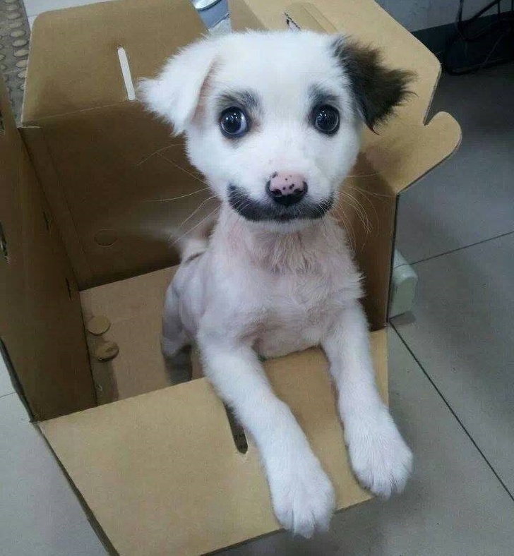 mustaches