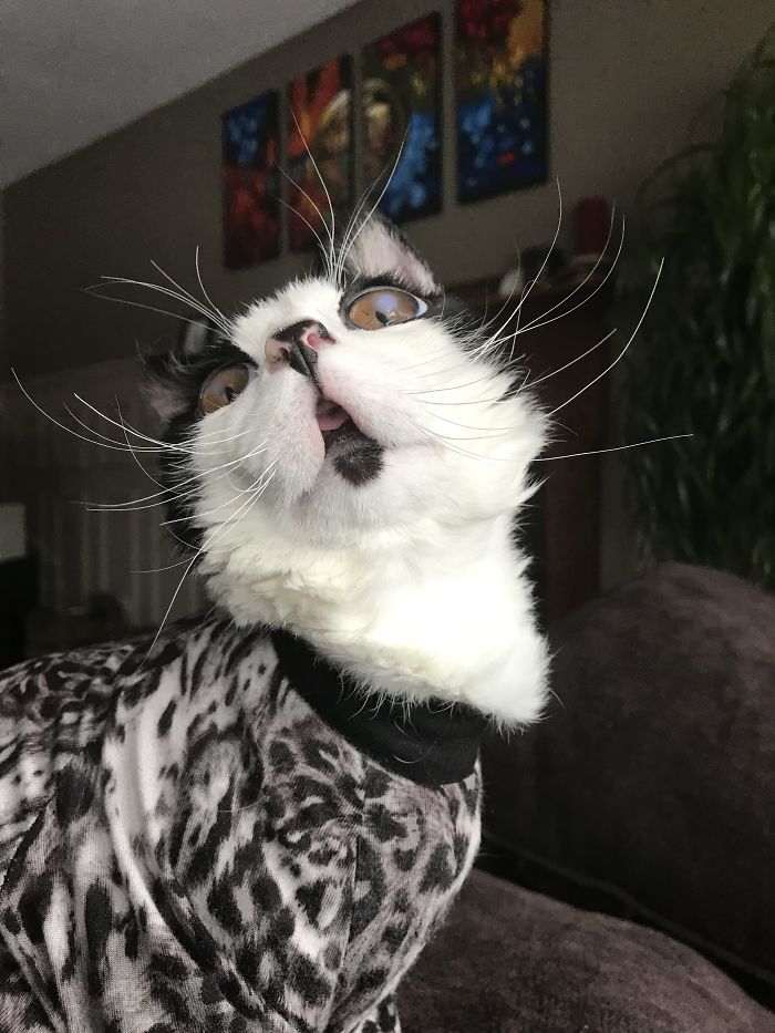 Porg; an Adopted Kitten With Huge ‘Glass’ Eyes After He Was Found And Rescued, Abandoned On A Porch