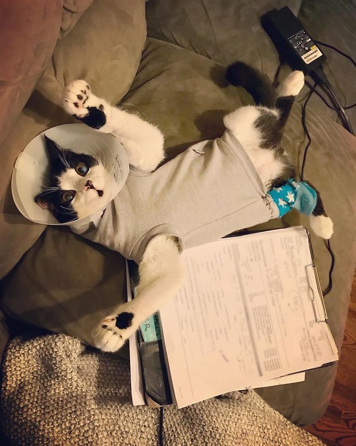 Porg; an Adopted Kitten With Huge ‘Glass’ Eyes After He Was Found And Rescued, Abandoned On A Porch