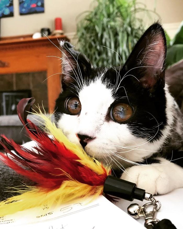 Porg; an Adopted Kitten With Huge ‘Glass’ Eyes After He Was Found And Rescued, Abandoned On A Porch