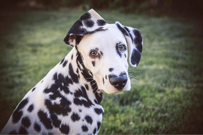 Wiley; The Dalmatian Wears His Heart On His Nose