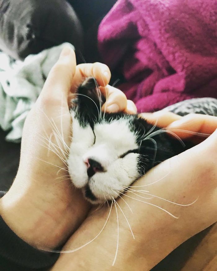 Porg; an Adopted Kitten With Huge ‘Glass’ Eyes After He Was Found And Rescued, Abandoned On A Porch
