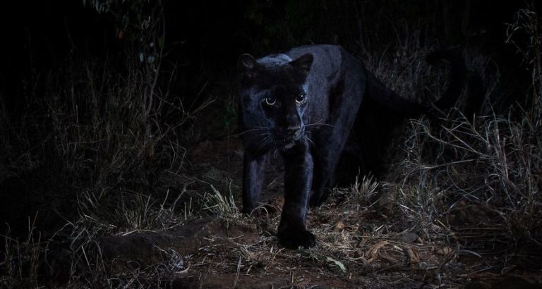 Will Burrard-Lucas; A Photographer Photographs The Black Leopard In Africa For The First Time In 100 Years