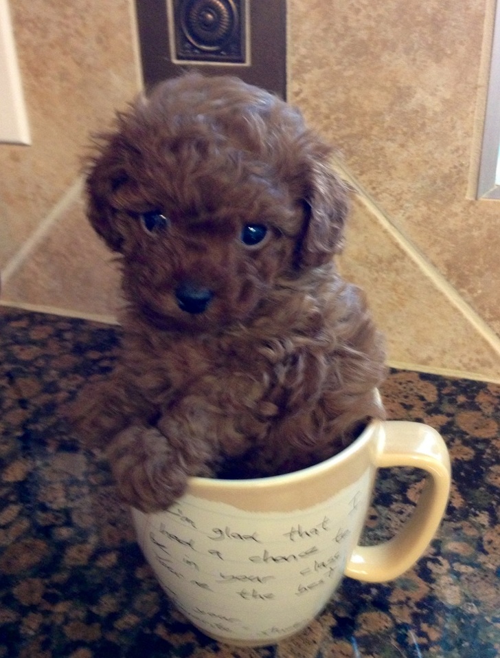 Cup of Poodle