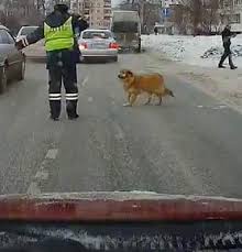 Dog waits patiently until someone stops traffic and crosses the street
