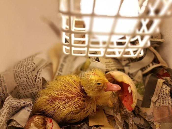 Woman Buys A Balut Egg And Hatches The Duckling That Is Now Her Best Friend
