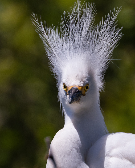 Hilarious Animals Who Are Having a Really Bad Hair Day