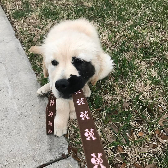 Enzo; the Golden Retriever Born With A Rare Genetic Mutation, And It Made Him Incredibly Adorable