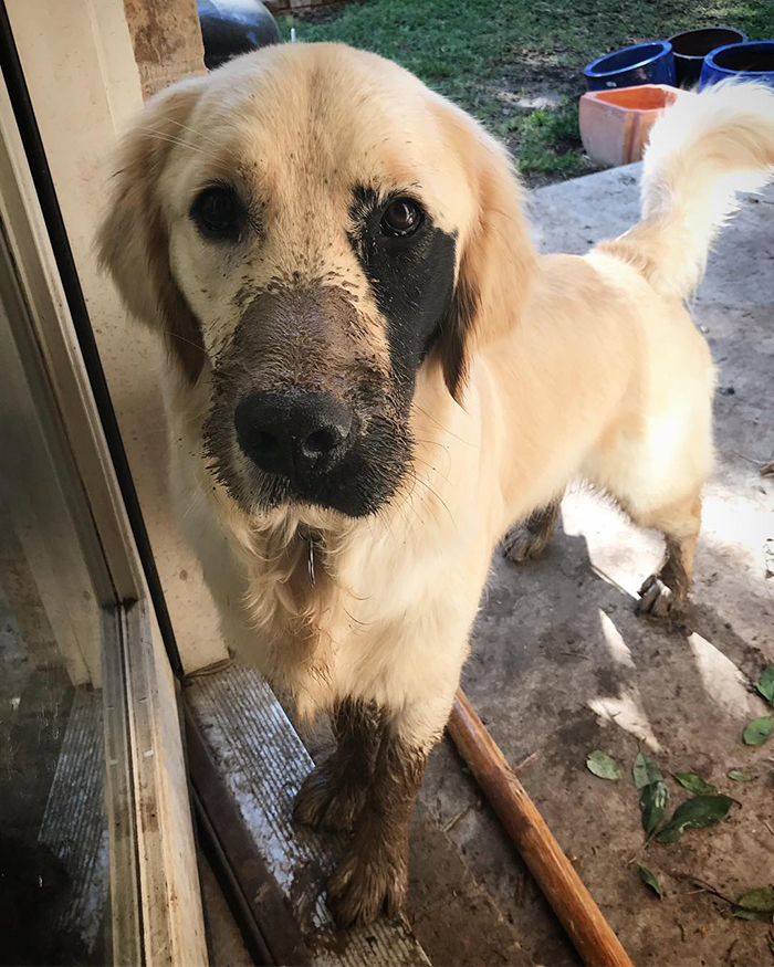 Enzo; the Golden Retriever Born With A Rare Genetic Mutation, And It Made Him Incredibly Adorable