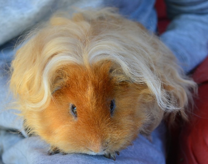 Guinea Gaga