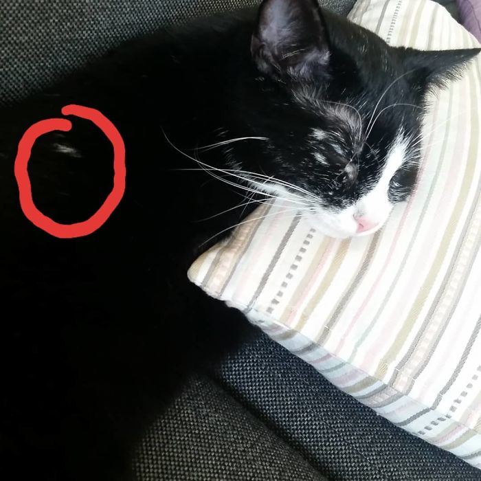 Woman Rescues A Kitty With A Rare Vitiligo Condition; Later Her Coat Turns Into Beautiful Snowflake-Like Markings