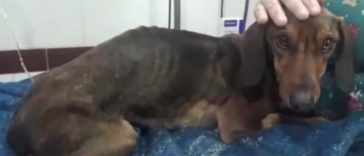 Gaspar; A Dog Survives 6 Days In The Desert After Falling Off The Plane