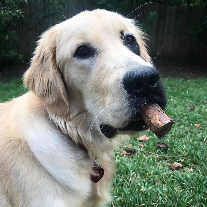 Enzo; the Golden Retriever Born With A Rare Genetic Mutation, And It Made Him Incredibly Adorable