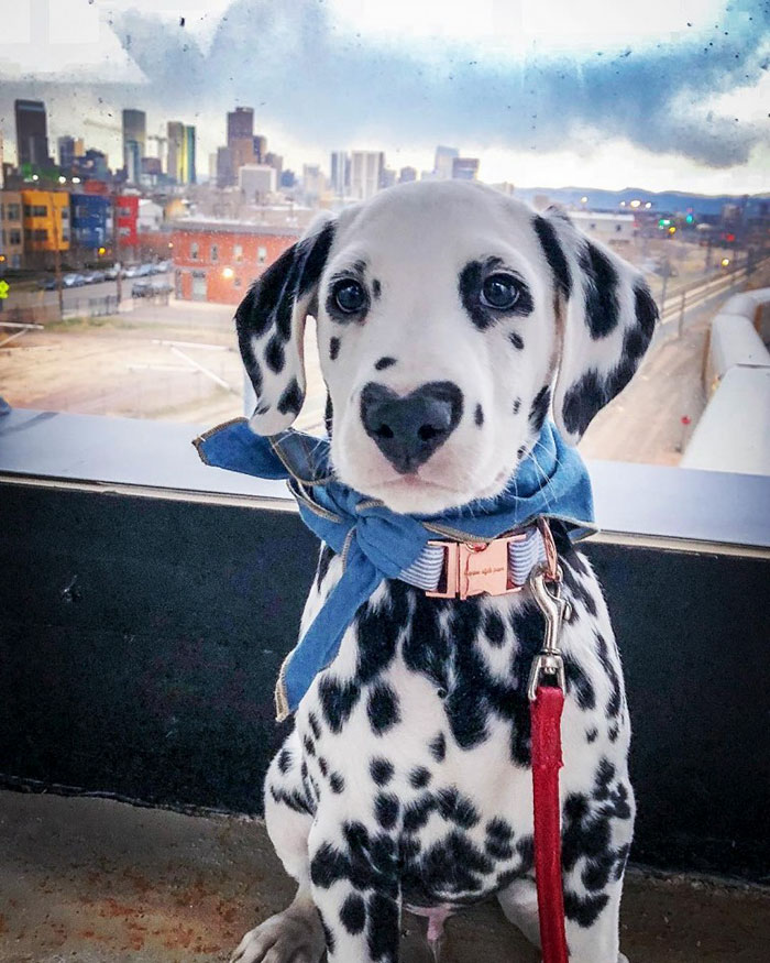 Wiley; The Dalmatian Wears His Heart On His Nose