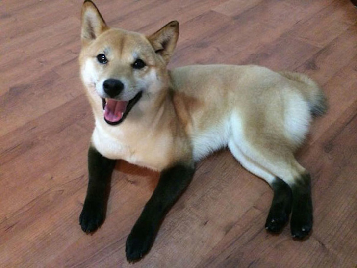 socks