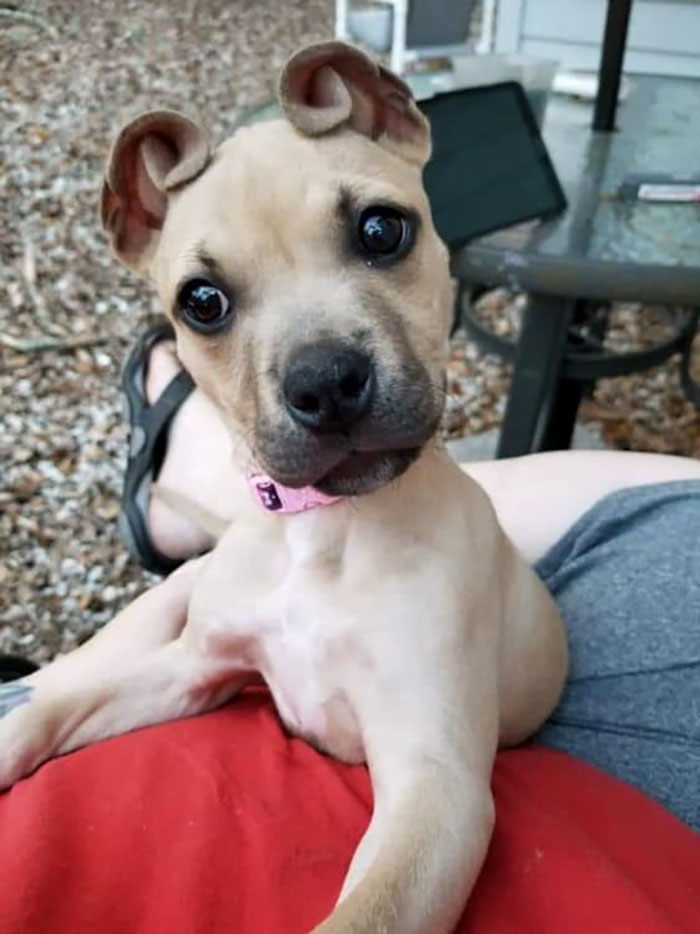 People Rescued A Litter Of Pit Bulls, And One Of Them Has ‘Cinnamon Roll’ Ears
