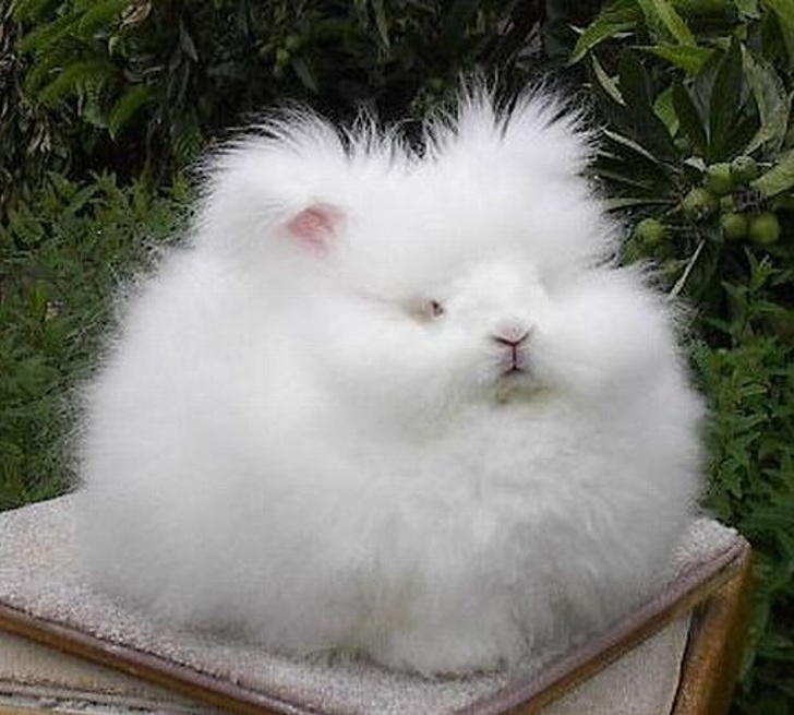 Hilarious Animals Who Are Having a Really Bad Hair Day
