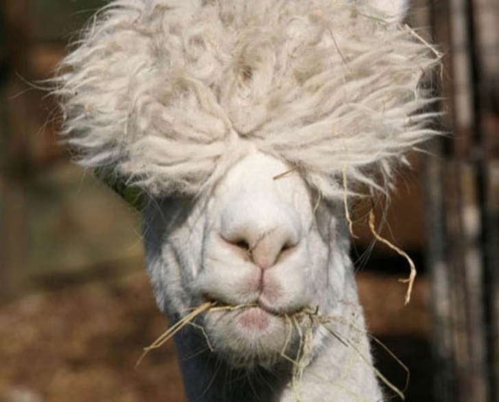 Hilarious Animals Who Are Having a Really Bad Hair Day