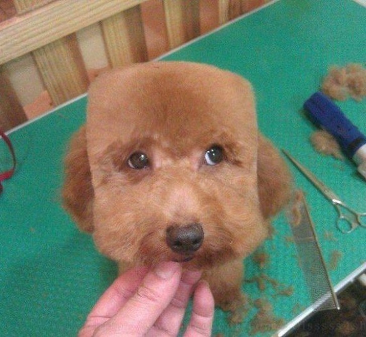 Hilarious Animals Who Are Having a Really Bad Hair Day