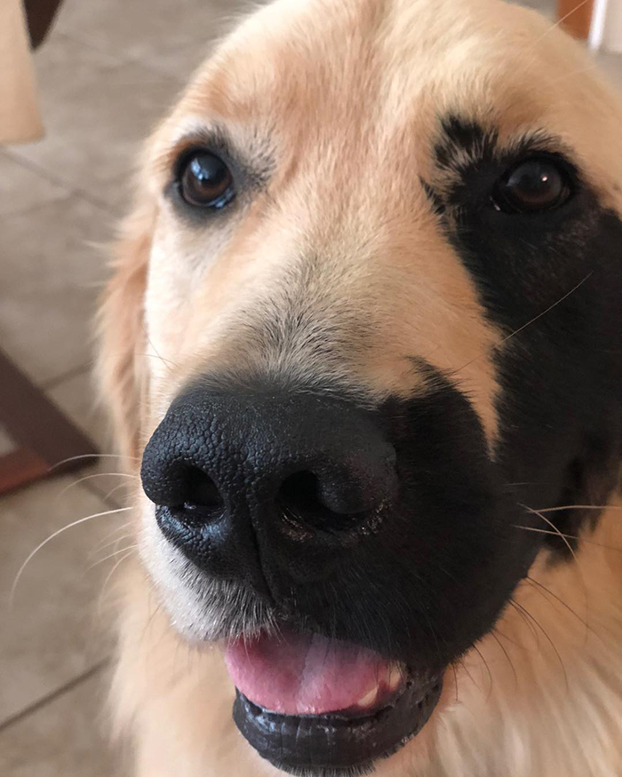 Enzo; the Golden Retriever Born With A Rare Genetic Mutation, And It Made Him Incredibly Adorable