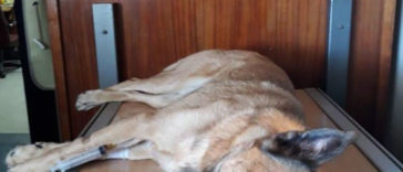 Duke; The Dog Who Was Stabbed In The Head While Trying To Protect His Owner From An Armed Robber, Miraculously Survives