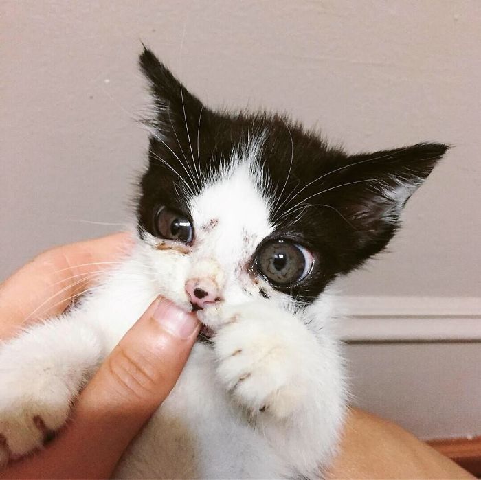 Porg; an Adopted Kitten With Huge ‘Glass’ Eyes After He Was Found And Rescued, Abandoned On A Porch