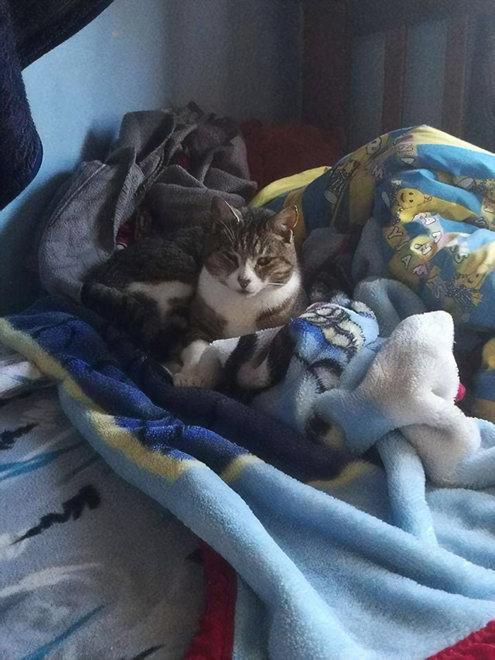 Max; A Cat From New Zealand, Who Likes To Steal Newspapers From Neighbors, Just For Fun
