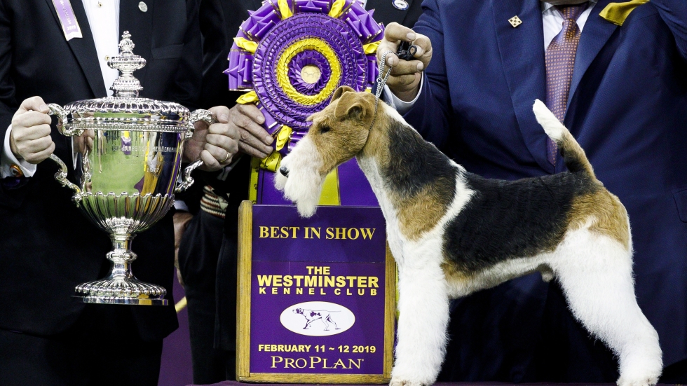 A Wire Fox Terrier 'Best in Show' award at the 143rd Westminster Kennel Club Dog Show; But people say ‘Dachshund’ was robbed