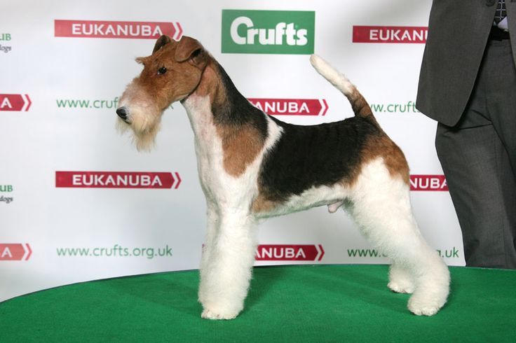 A Wire Fox Terrier 'Best in Show' award at the 143rd Westminster Kennel Club Dog Show; But people say ‘Dachshund’ was robbed