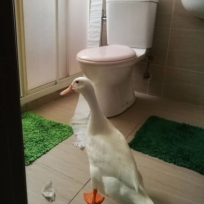 Woman Buys A Balut Egg And Hatches The Duckling That Is Now Her Best Friend