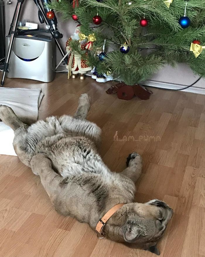 Messi; Puma Rescued From A Contact-Type Zoo Lives As A Spoiled House Cat As It Can’t Be Released Into The Wild,