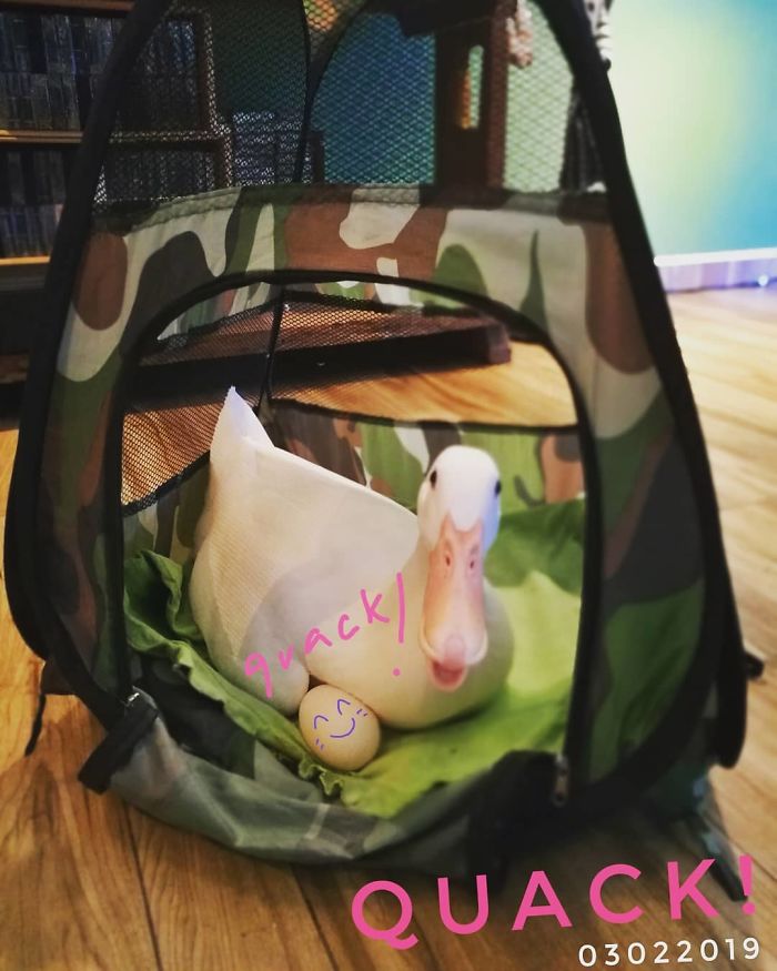 Woman Buys A Balut Egg And Hatches The Duckling That Is Now Her Best Friend