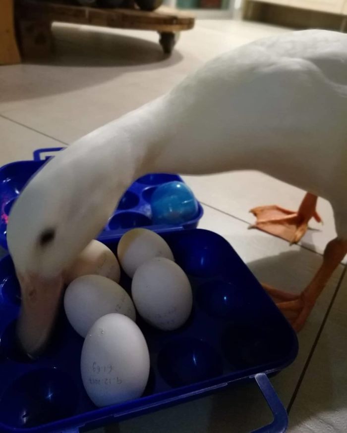 Woman Buys A Balut Egg And Hatches The Duckling That Is Now Her Best Friend