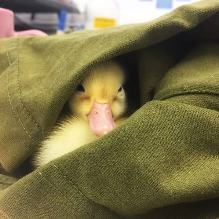 Woman Buys A Balut Egg And Hatches The Duckling That Is Now Her Best Friend