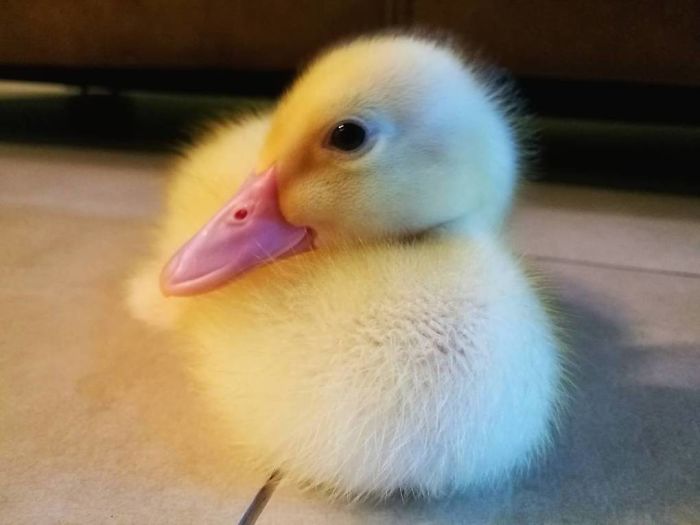 Woman Buys A Balut Egg And Hatches The Duckling That Is Now Her Best Friend