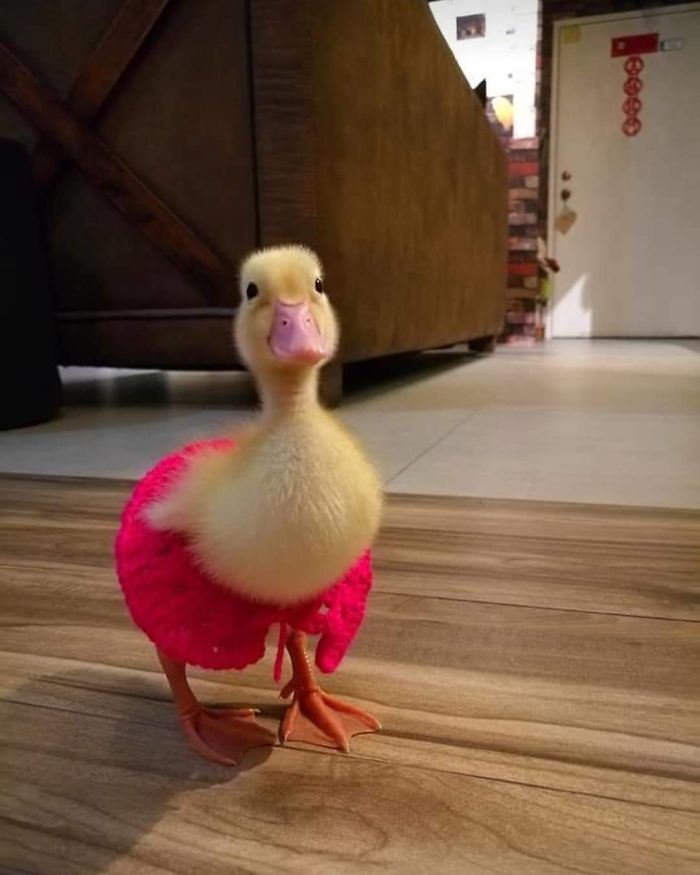 Woman Buys A Balut Egg And Hatches The Duckling That Is Now Her Best Friend