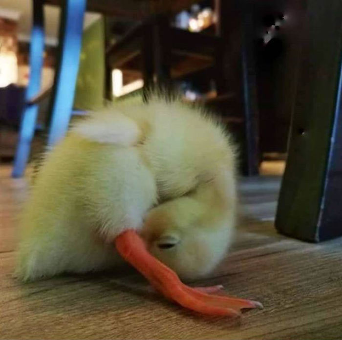 Woman Buys A Balut Egg And Hatches The Duckling That Is Now Her Best Friend