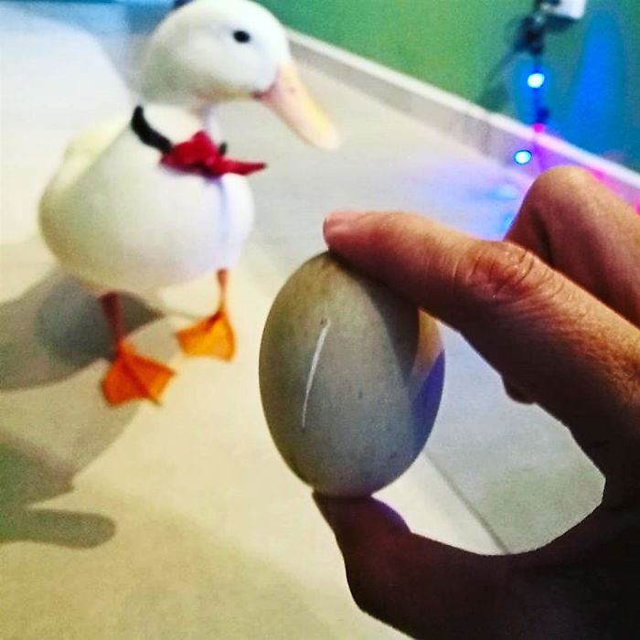 Woman Buys A Balut Egg And Hatches The Duckling That Is Now Her Best Friend