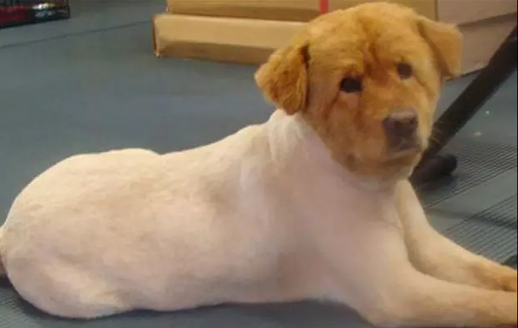 Hilarious Animals Who Are Having a Really Bad Hair Day