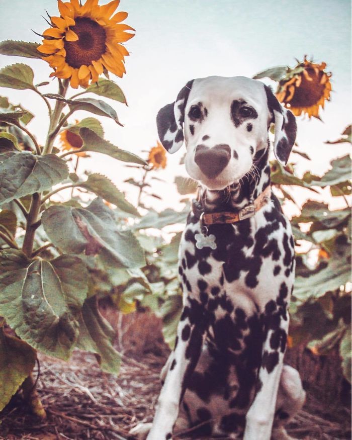 Wiley; The Dalmatian Wears His Heart On His Nose