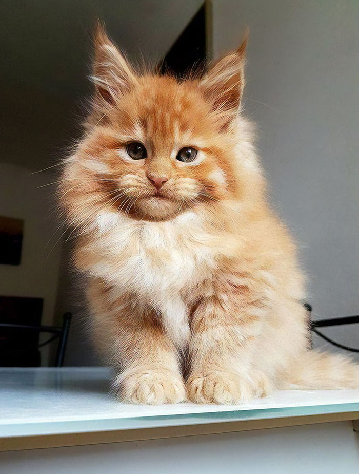 Maine Coon kitten