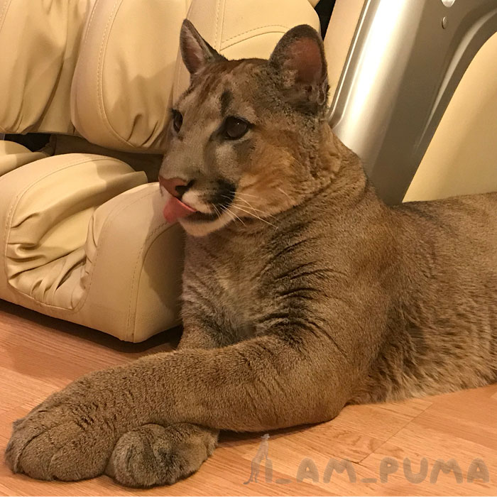 Messi; Puma Rescued From A Contact-Type Zoo Lives As A Spoiled House Cat As It Can’t Be Released Into The Wild,