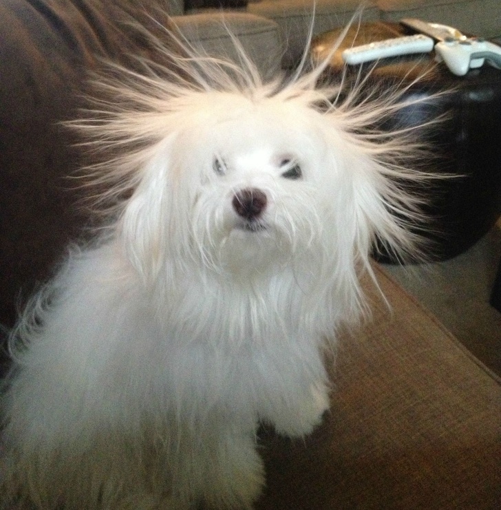 Hilarious Animals Who Are Having a Really Bad Hair Day