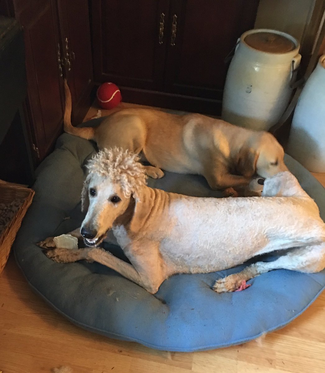 Hilarious Animals Who Are Having a Really Bad Hair Day