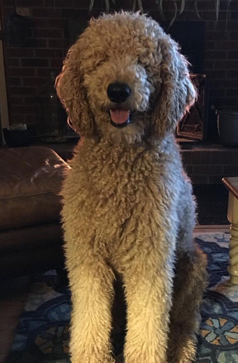 Hilarious Animals Who Are Having a Really Bad Hair Day