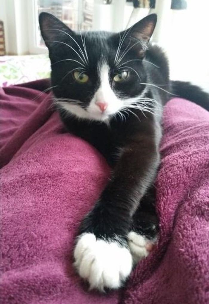 Woman Rescues A Kitty With A Rare Vitiligo Condition; Later Her Coat Turns Into Beautiful Snowflake-Like Markings